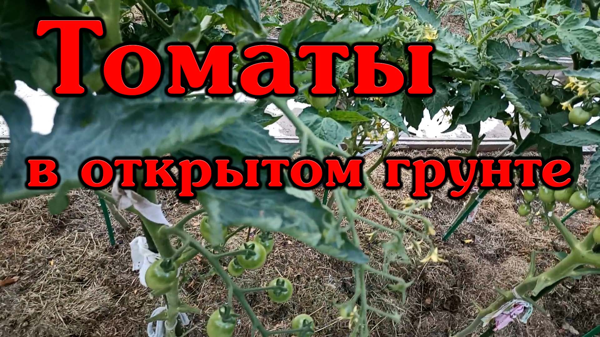 томат монгольский карлик отзывы фото