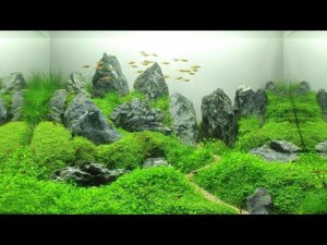 Красота за стеклом аквариума