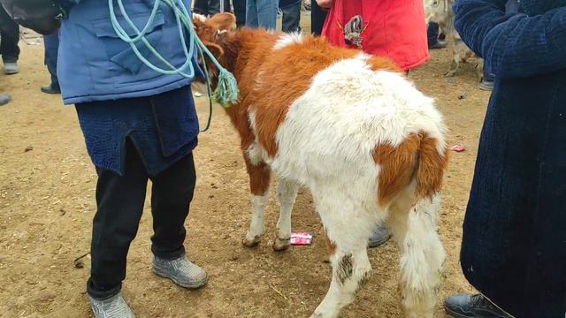 PAXTAKOR CHORVO 🐄🐄🐄 BOZORIDAN G'UNOJINLAR VA BUG'OZ SIGIRLAR NARXLARI