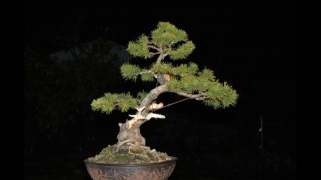 Picea mariana - black spruce смотреть онлайн