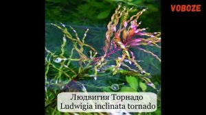 Людвигия в аквариуме, ползучая, рубин, болотная, содержание, как сажать. Аквариумные растения