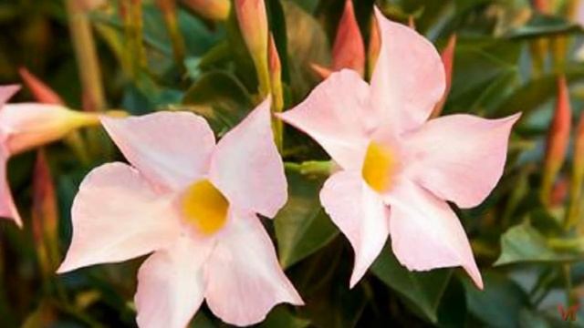Мандевилла (Mandevilla) или Дипладения (Dipladenia)