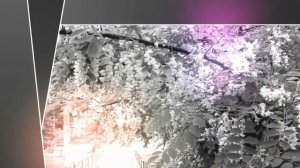 Людмила Сенчина  Белой акации гроздья душистые