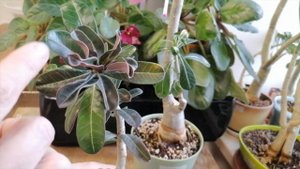 КАК СТИМУЛИРОВАТЬ ЦВЕТЕНИЕ АДЕНИУМА. РЕШЕНИЕ ПРОБЛЕМ.