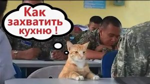 ПРИКОЛЫ С КОТАМИ - С ОЗВУЧКОЙ - Самые Смешные Животные - Смешное видео с котами!