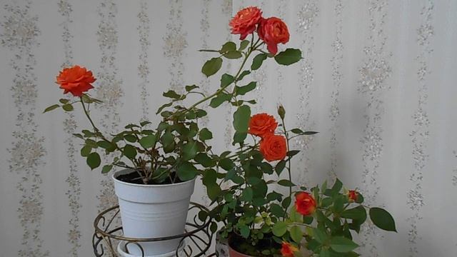 Комнатная роза: уход в домашних условиях видео смотреть онлайн