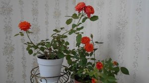 Комнатная роза: уход в домашних условиях видео