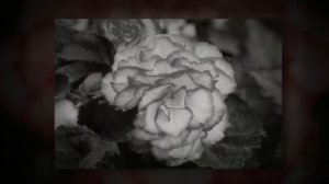 Бегония клубневая (Begonia tuberhybrida)