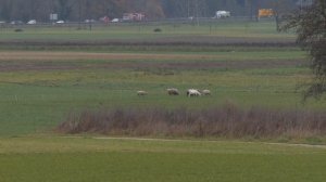 Panasonic DMC-FZ2000 4K Footage Video Sample