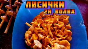Лисички, пошла вторая волна. Грибы в лесу в Подмосковье