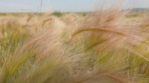 Лето, поле, пение птиц. Отдых, сон, медитация и работа.