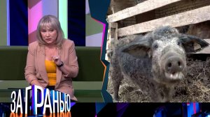 «За гранью»: «Ну и свинство!» | Выпуск от 14 июня 2023 года