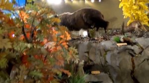 #339 США Аляска Анкоридж Самый красивый магазин Cabela's Чучела животных