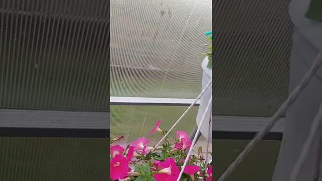 петунии из своих семян. Что выросло? смотреть онлайн