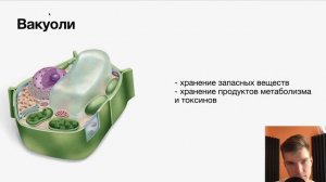 2.37. Пероксисомы и вакуоли | Цитология к ЕГЭ | Георгий Мишуровский