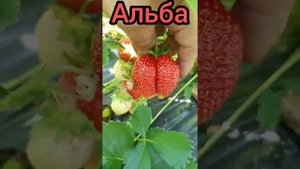 Садовая земляника (клубника) сорт "Альба"