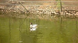 Птицы в зоопарке. \ Birds at the zoo.