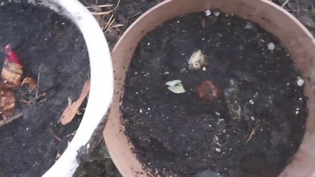 Сею в теплице 6 апреля, навожу порядок. Канны в кашпо. Наша баня из оцилиндрованного бруса