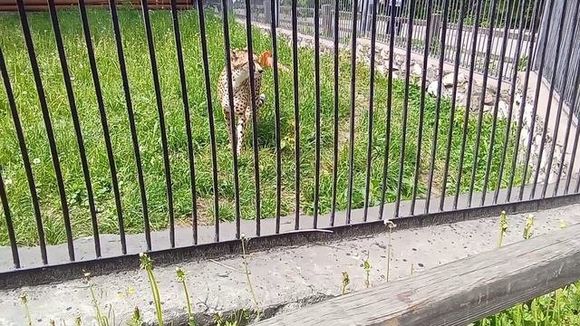 Новосибирский зоопарк