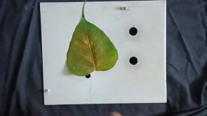 How To Remove chlorophyll From Leaf l How To Make Leaf Skelton l l Science Expriment l