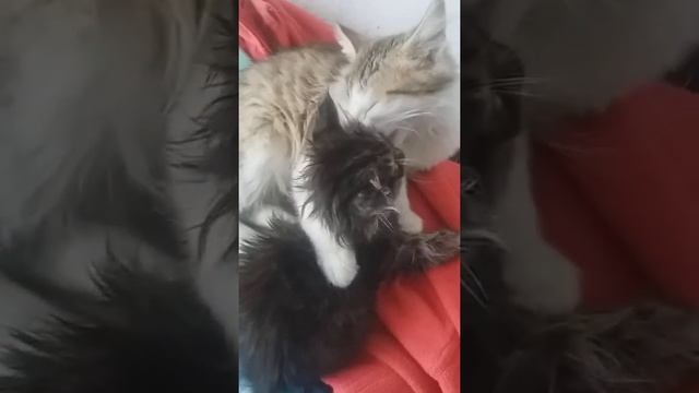 Животные самые преданные друзья