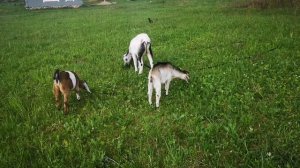 С козами, о козах. Мои Нубийские козы.