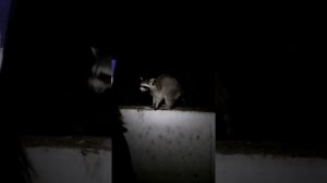 Еноты в санатории Ивушка Лоо Сочи