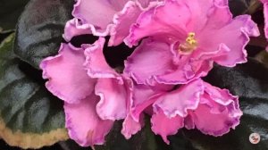 Фиалка Маркиза (Дадоян). African violet Marquise. 06/2022