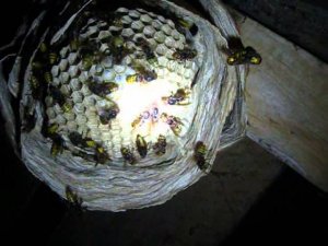 Гнездо шершней