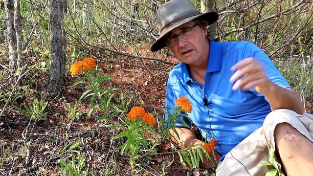 Butterfly-weed (Asclepias tuberosa) Profile смотреть онлайн