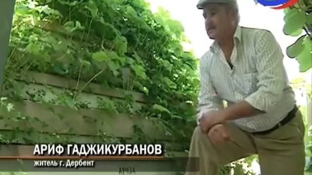 Выращивание клубники: как на пяти сотках вырастить 10 000 кустов