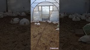 важные ответы , на ваши вопросы, бройлер 1мес.