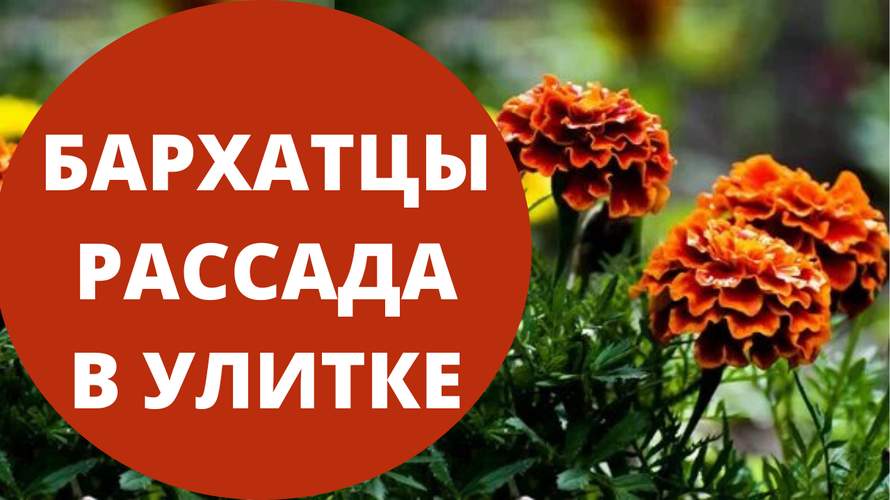 Рассада бархатцев. Бархатцы в улитке. Рассада бархатцев в улитке. Посев бархатцев в улитку.