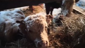 Одна из ошибок в последствии чего бычки получили отравление , обезвоживание, диарею