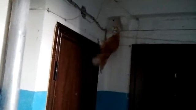 Кот монтажник