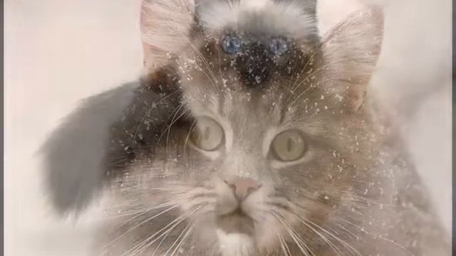 Корм для кошек гурме отзывы смотреть онлайн