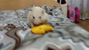 Хомяк ест Хурму