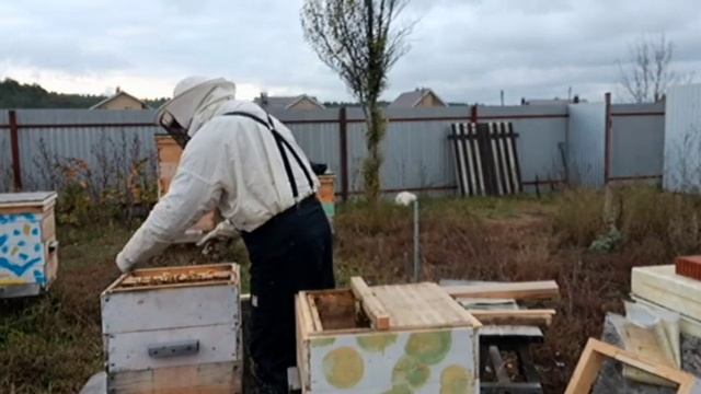 Объединение слабых пчелиных семей осенью смотреть онлайн