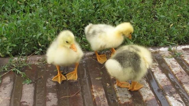 Недельные гусята на прогулке смотреть онлайн