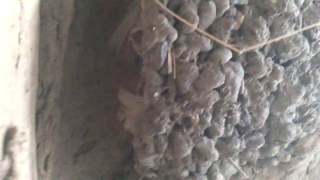 маленькие ласточки в гнезде. :-P смотреть онлайн