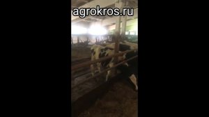 Купите коров дойных в России в лизинг или в кредит. помощь в оформлении документов