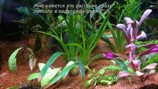 Аквариумные растения почтой смотреть онлайн