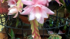Epiphyllum 'Deutsche Kaiserin' (Giant Empress) Orchid Cactus from buds to blooms