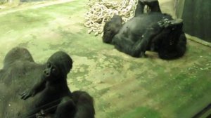 Гориллы с детенышем в московском зоопарке