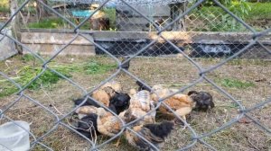 Цыплята и кусок мяса борьба с криками | Кучинские и Чёрная Московская