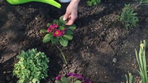 Лучшая весенняя клумба своими руками