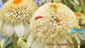 Эхинацея пурпурная Милкшейк (echinacea purpurea) ? обзор: как сажать, рассада эхинацеи Милкшейк