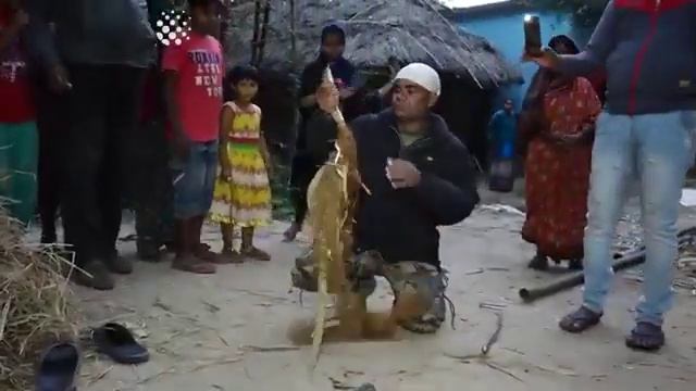 Спасение королевской кобры.