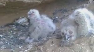 Птенцы филина