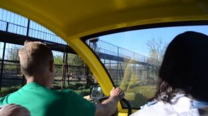 Как  львицы  становятся  РУЧНЫМИ !  Тайган .Крым